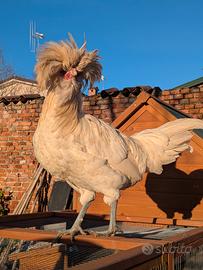 Gallo padovano e silkie puro