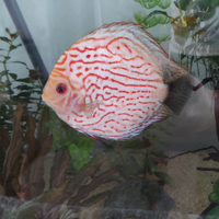 Discus