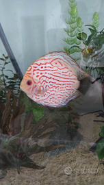 Discus