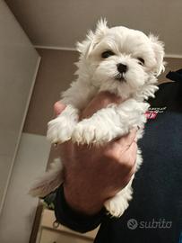 Cuccioli cane maltese