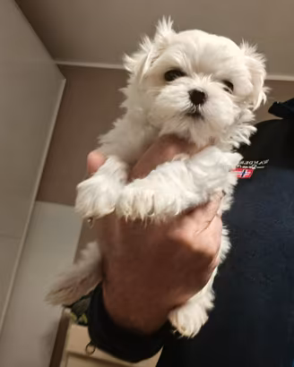Cuccioli cane maltese