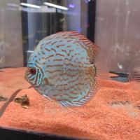 Pesce Discus Blu