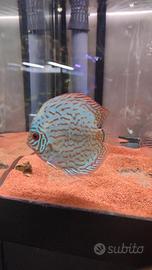 Pesce Discus Blu