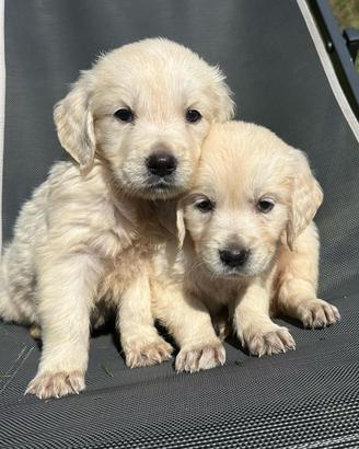 Ultimo cucciolo golden retriever
