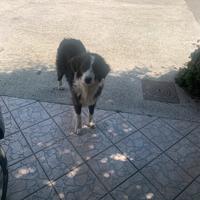 Cucciolo di Border Collie