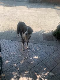 Cucciolo di Border Collie