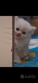 Gattini Ragdoll persiano