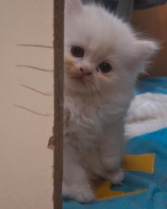 Gattini Ragdoll persiano