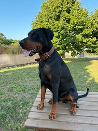 Dobermann per monte