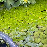 Piante galleggianti acquario