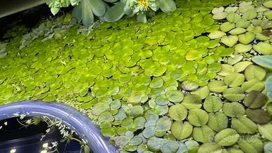 Piante galleggianti acquario