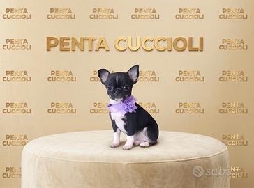 CHIHUAHUA TOY NERI FOCATI CUCCIOLI. - pag rateale