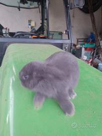 Conigli