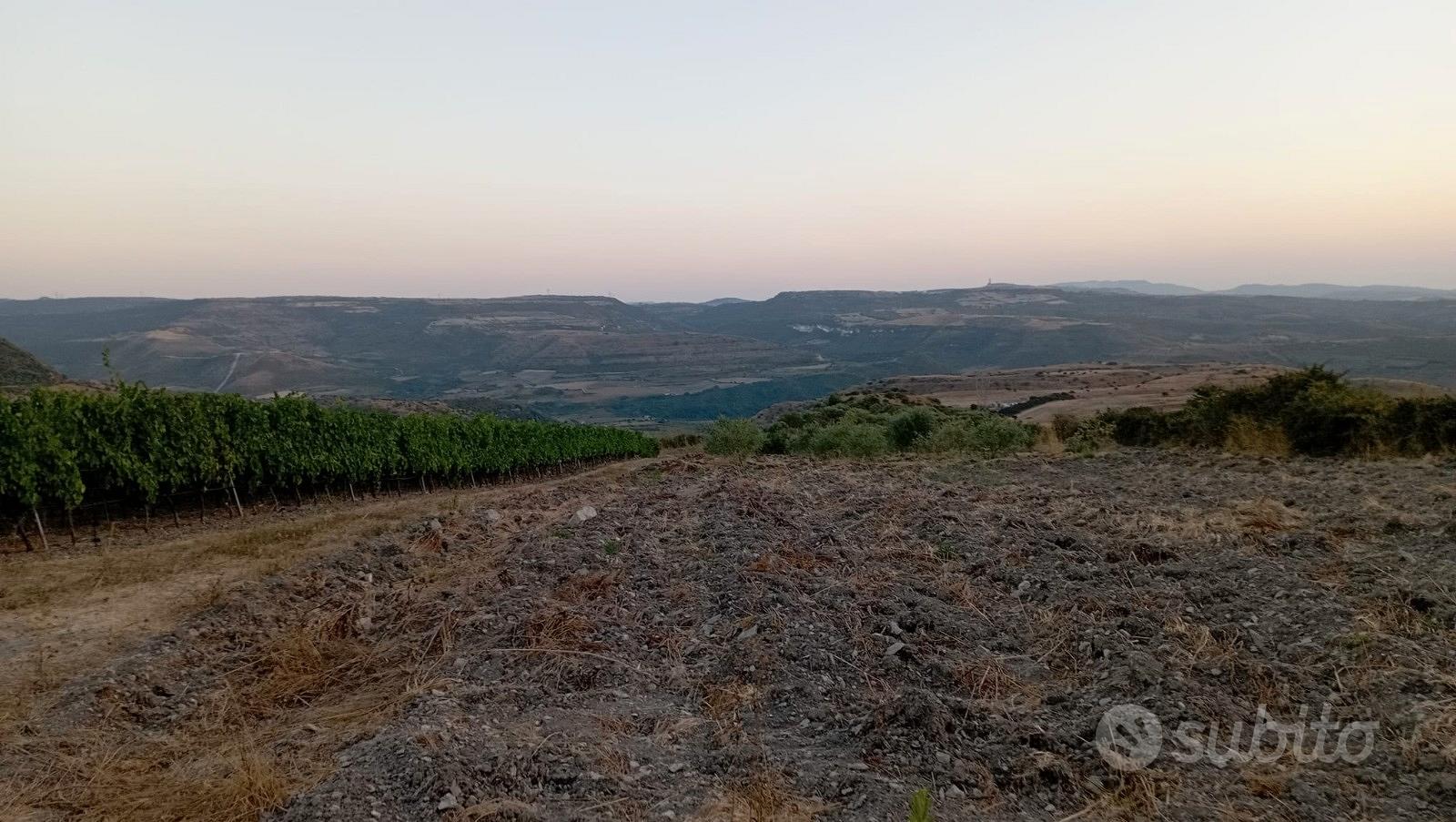 Tenuta Agricola 2,74 ha con Vigneto Produttivo e U - Vista 2