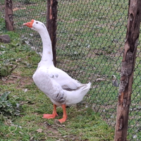 Oche e anatra germani