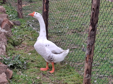 Oche e anatra germani