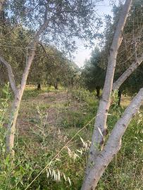 Terreno in campagna