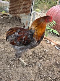 Araucana blu spalle oro