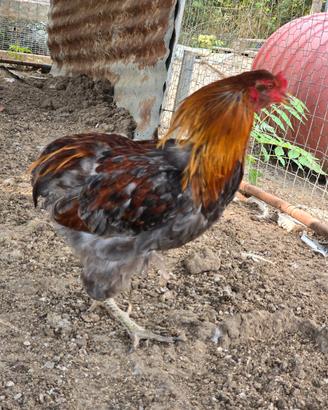 Araucana blu spalle oro