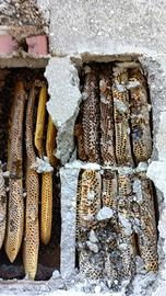 recupero sciami di api 