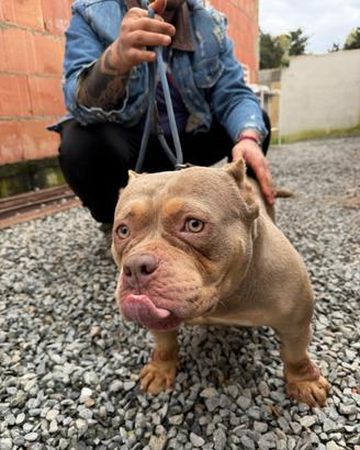 American bully