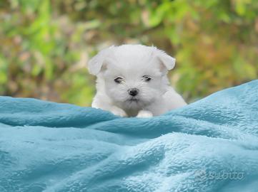 Cucciolo di Maltese disponibile