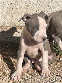 Amstaff