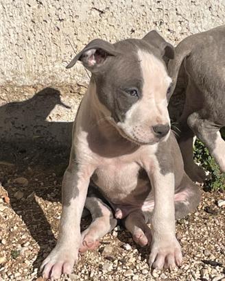 Amstaff