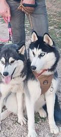 Siberian husky coppia