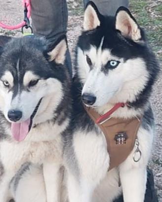 Siberian husky coppia