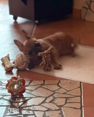 cucciola di Bulldog Francese