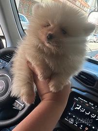Cucciola di Spitz Pomerania Toy
