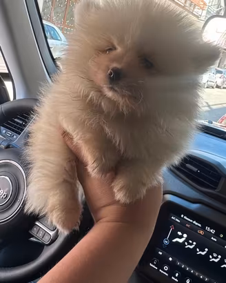 Cucciola di Spitz Pomerania Toy