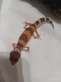 Geco leopardino
