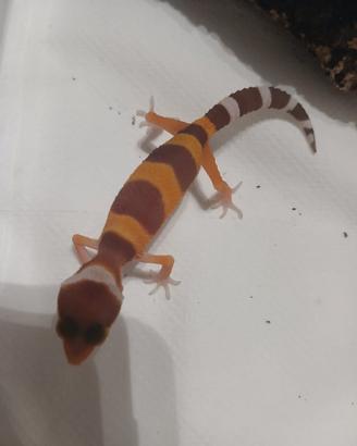 Geco leopardino
