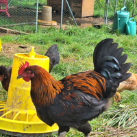 Galli Marans e Legbar