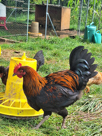 Galli Marans e Legbar