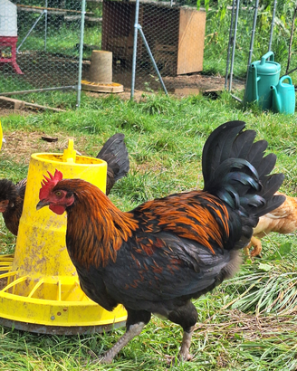 Galli Marans e Legbar