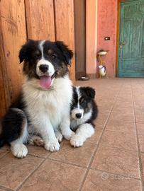 Cucciola pastore australiano pedigree ENCI