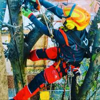 Potature ed abbattimento alberi in tree climbing