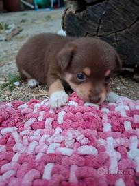 Cuccioli piccola taglia