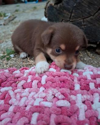 Cuccioli piccola taglia