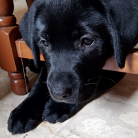 Ultima cucciola di labrador nera tre mesi