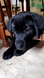 Ultima cucciola di labrador nera tre mesi