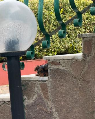 Cuccioli yorkshire