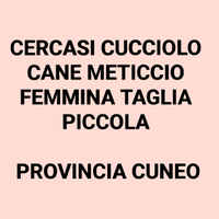 Cucciolo cane meticcio femmina taglia s