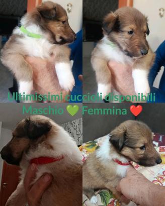 Cuccioli Pastore Scozzese