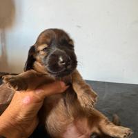 Bassotto nano pelo lungo