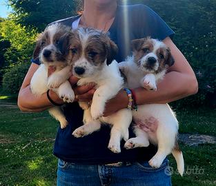 Jack russel terrier
