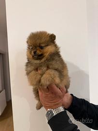 Volpino di Pomerania Spitz